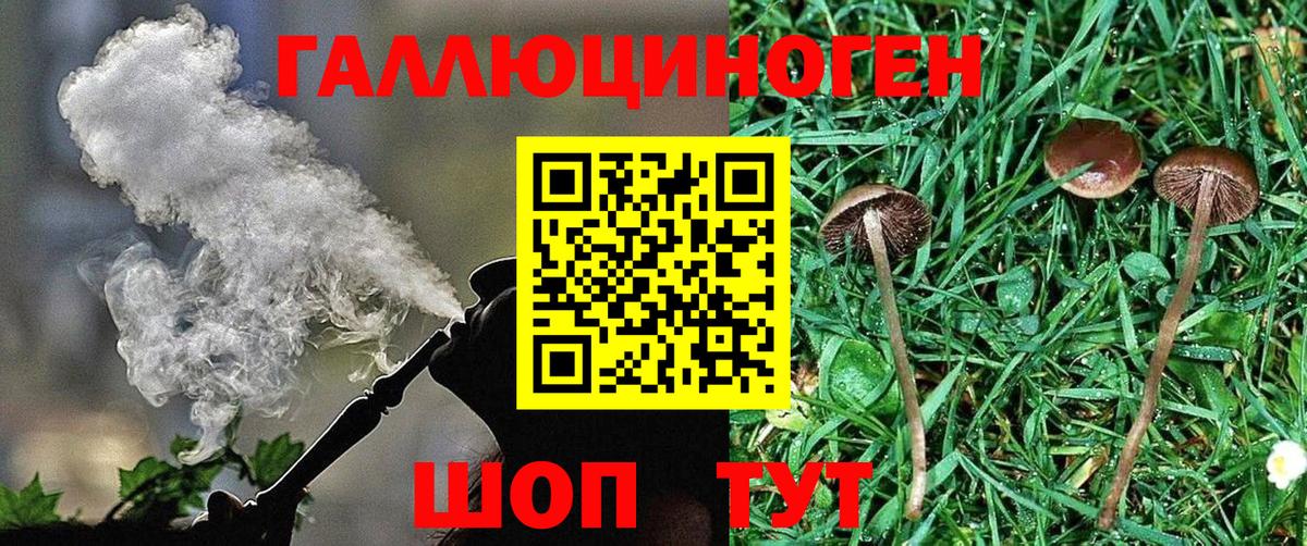 Галлюциногенные грибы Psilocybe Сургут